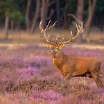 Cozy And Child-friendly In The Veluwe