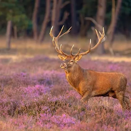 Cozy And Child-friendly In The Veluwe