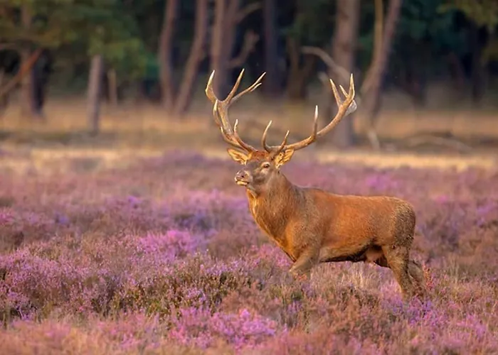 Cozy And Child-friendly In The Veluwe